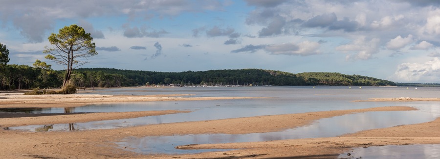 A coastal landscape with a sandy beach, a small tree, and a forested hill in the background.