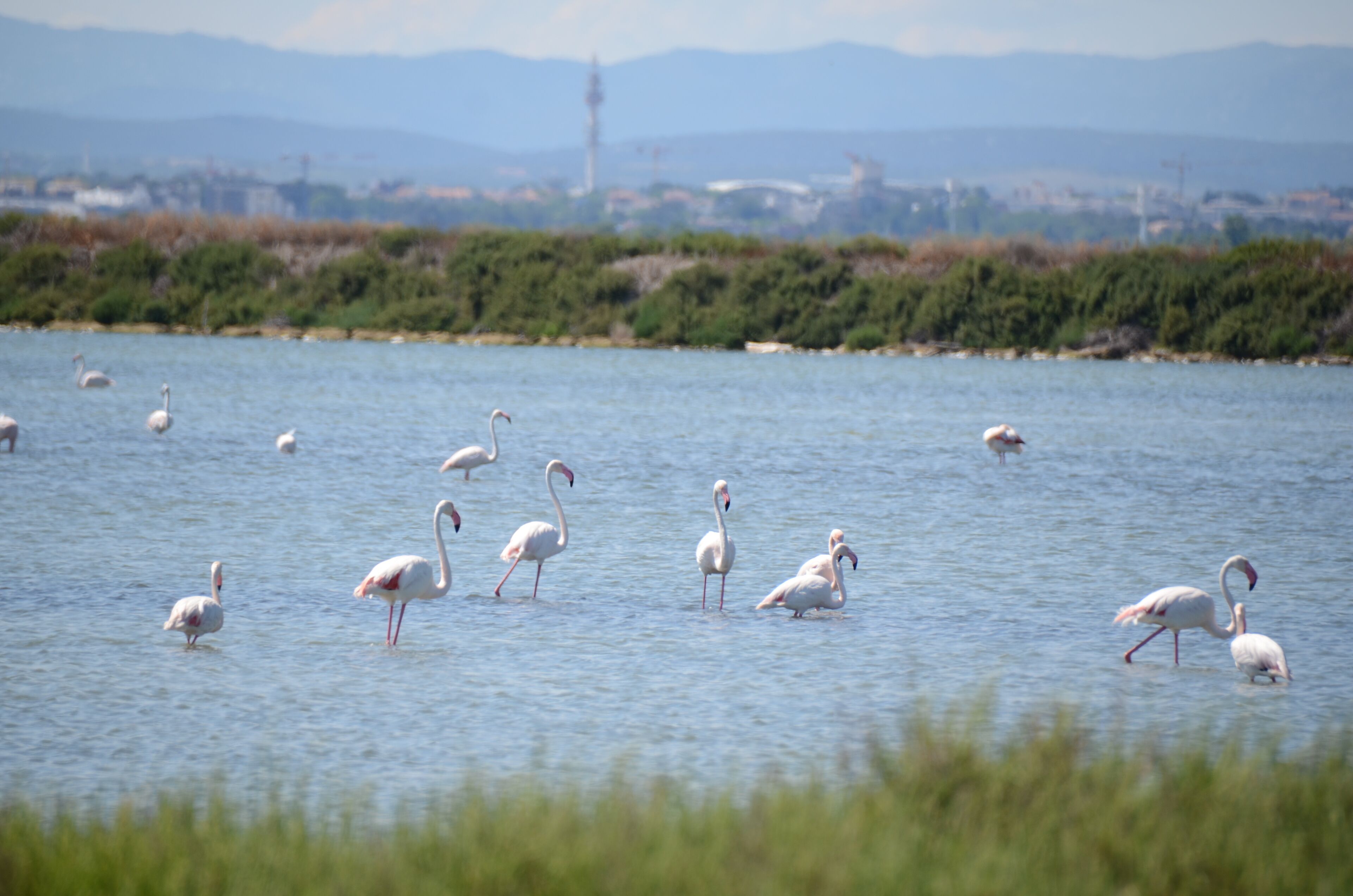 Lots of pink Flamingo's at Etang de Mejean with the Airport Montpellier at the background