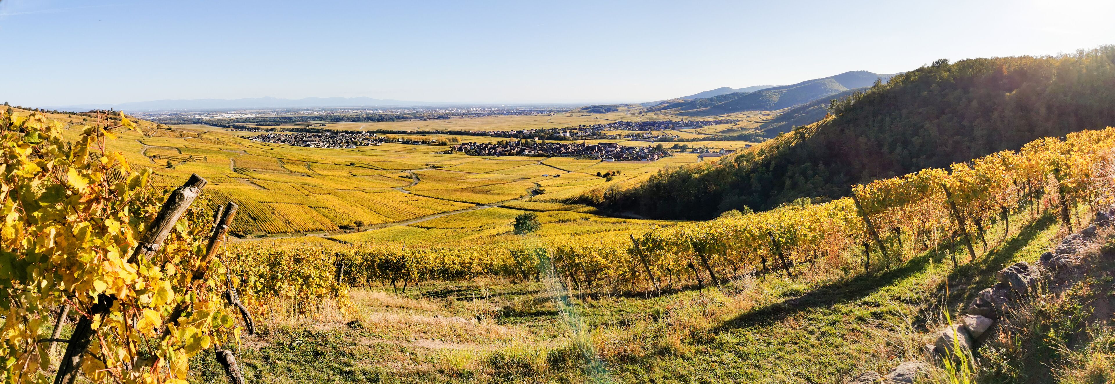 A vineyard with rows of grapevines, a valley with a small town, and rolling hills in the background.