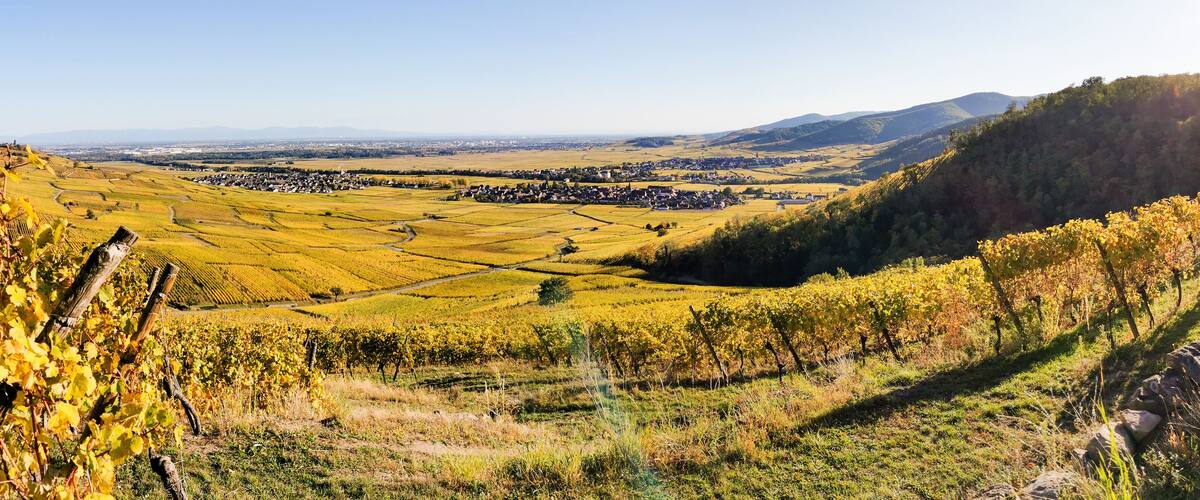 A vineyard with rows of grapevines, a valley with a small town, and rolling hills in the background.