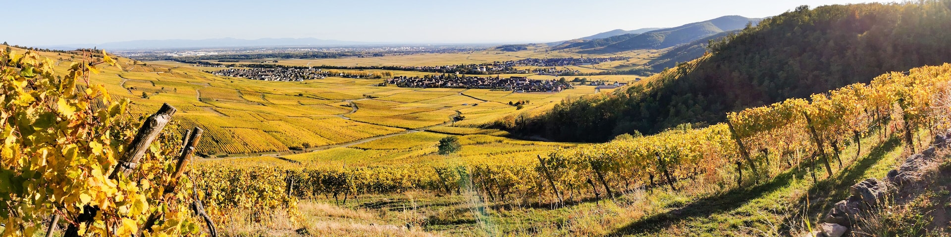 A vineyard with rows of grapevines, a valley with a small town, and rolling hills in the background.