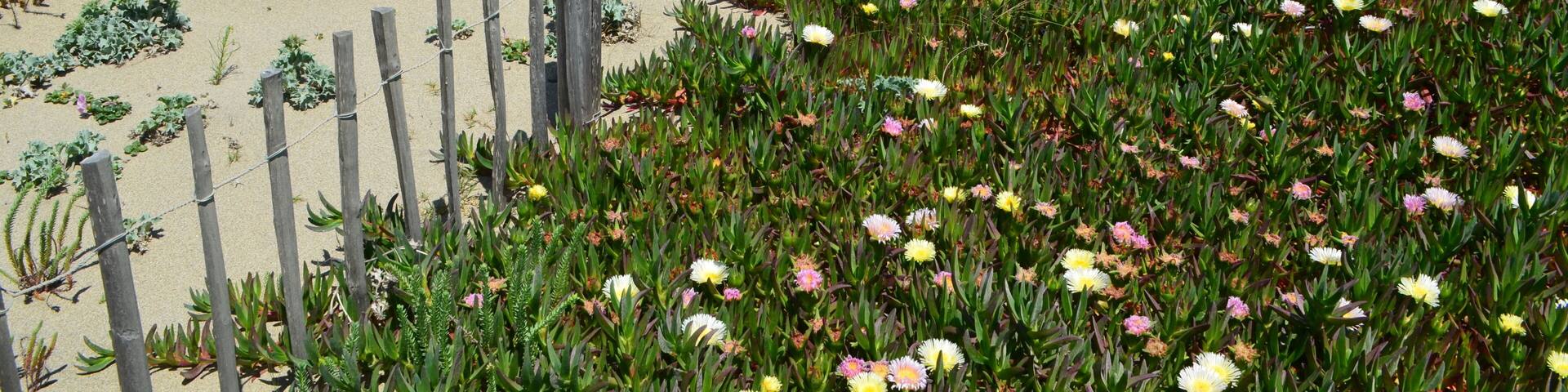 Plage de Torreilles ( Pyrénées Orientales - Occitanie - France)