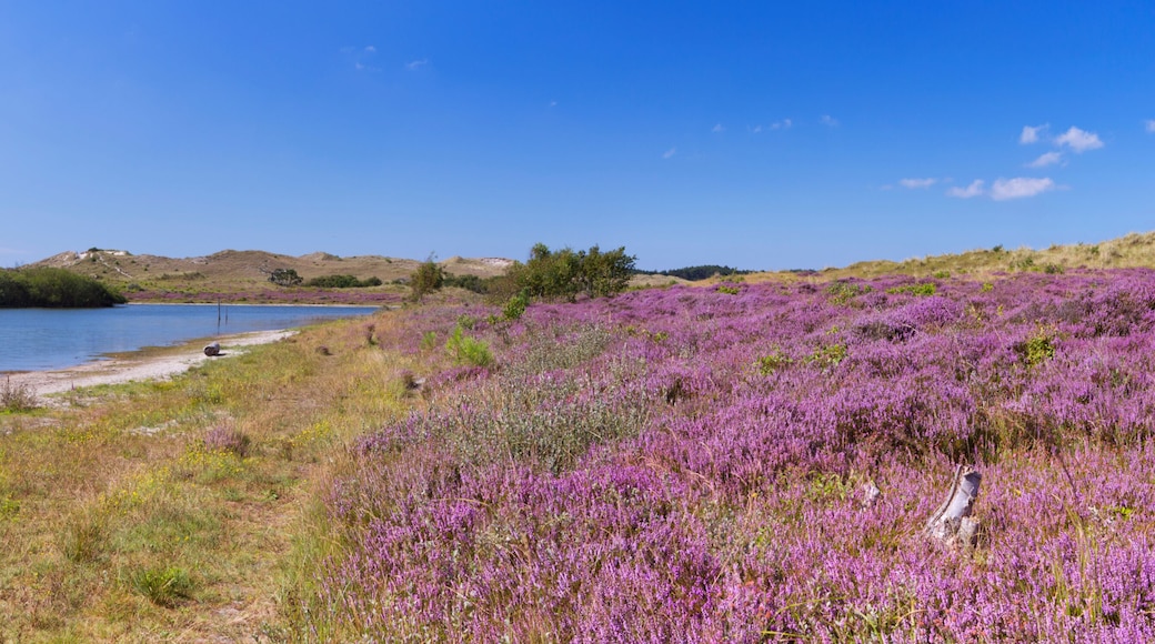 Lake and blooming heather in The Netherlands