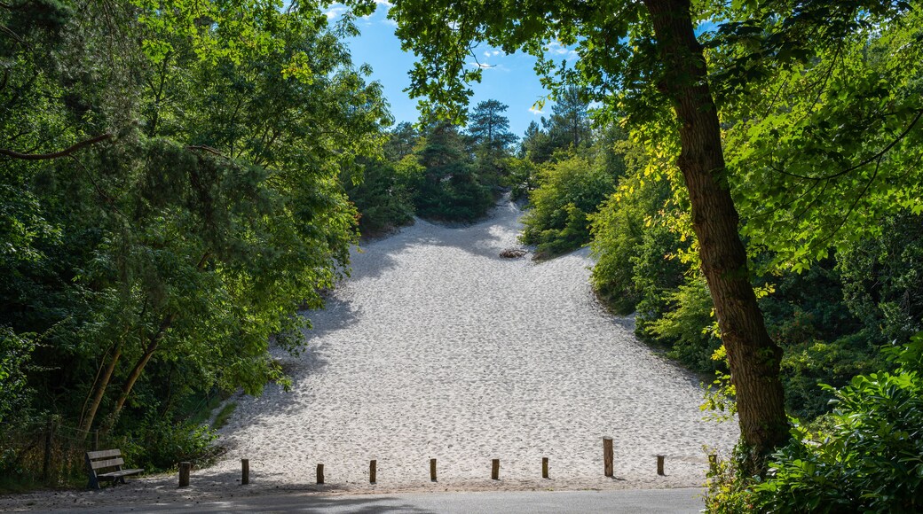 Steep sand dune in dutch village of Schoorl, which is known for the highest sand dunes in the Netherlands
