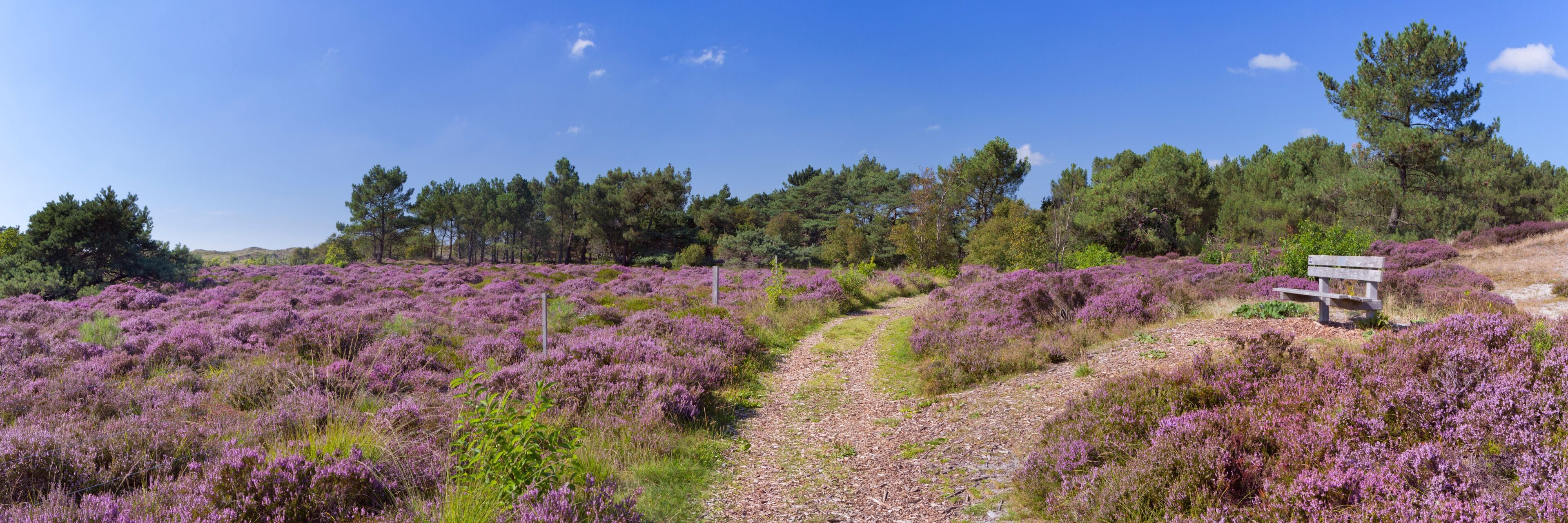 Path through blooming heather in The Netherlands