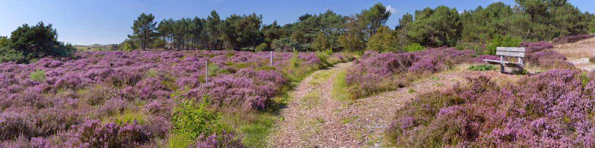 Path through blooming heather in The Netherlands