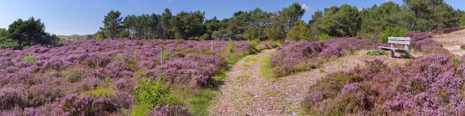 Path through blooming heather in The Netherlands