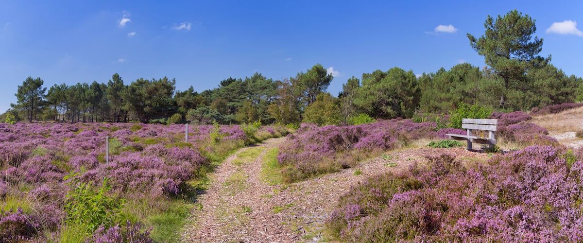 A field of purple heather with a path leading to a wooden bench.