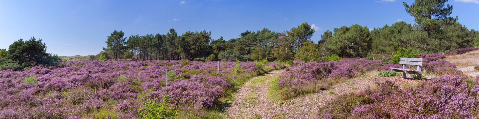 A field of purple heather with a path leading to a wooden bench.
