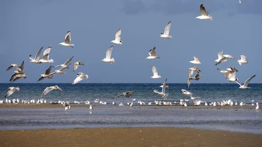 Möwen am Strand von Quineville