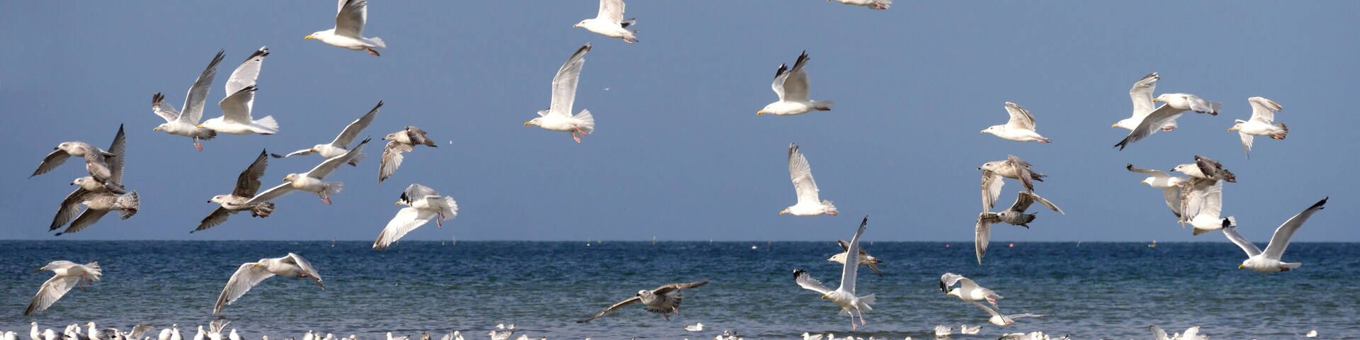 Möwen am Strand von Quineville