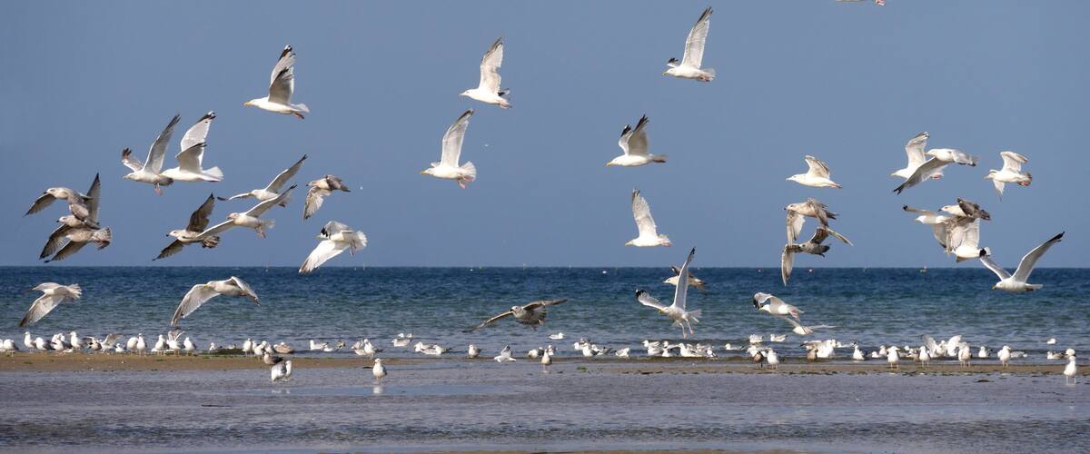 Seagulls flying over a beach with the ocean in the background.