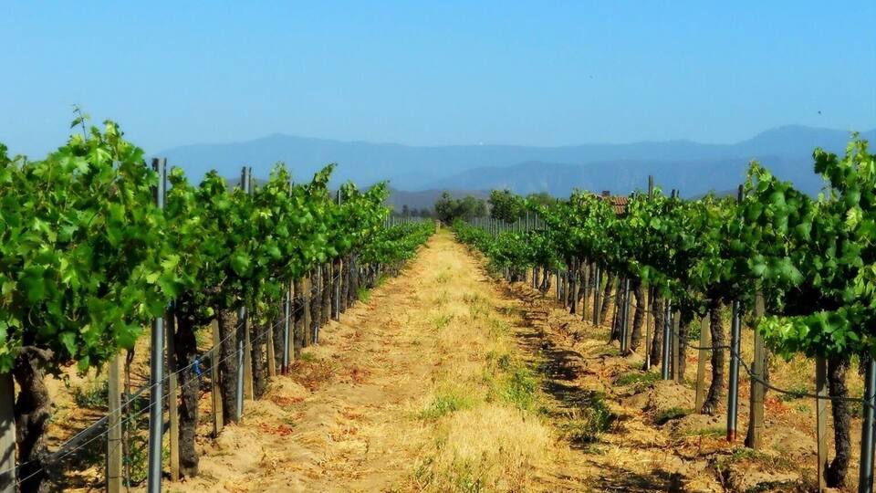 Very peaceful vineyard in Temecula, California.