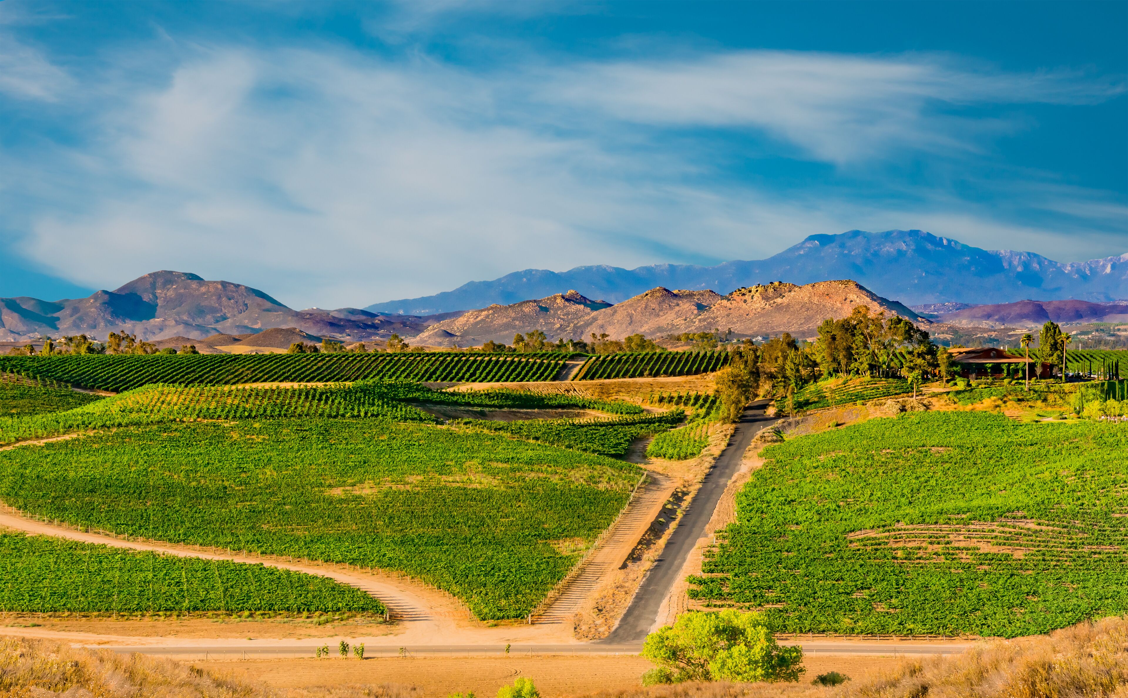 Viñedo con hileras de vides, un camino de tierra y montañas al fondo.