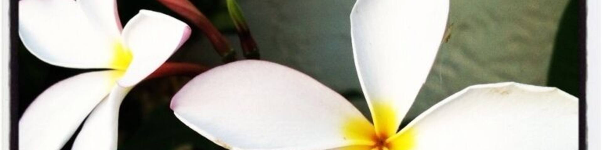 Could this be our last plumeria bloom for the year? Getting colder outside.