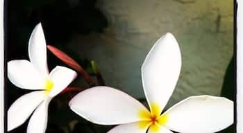 Could this be our last plumeria bloom for the year? Getting colder outside.