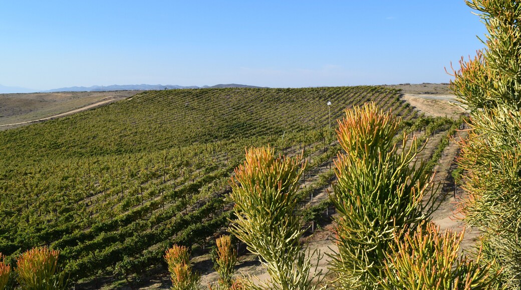 Autumn is the perfect time to visit the wineries in Temecula, California. The weather is perfect and the vineyards are filled with fall colors.