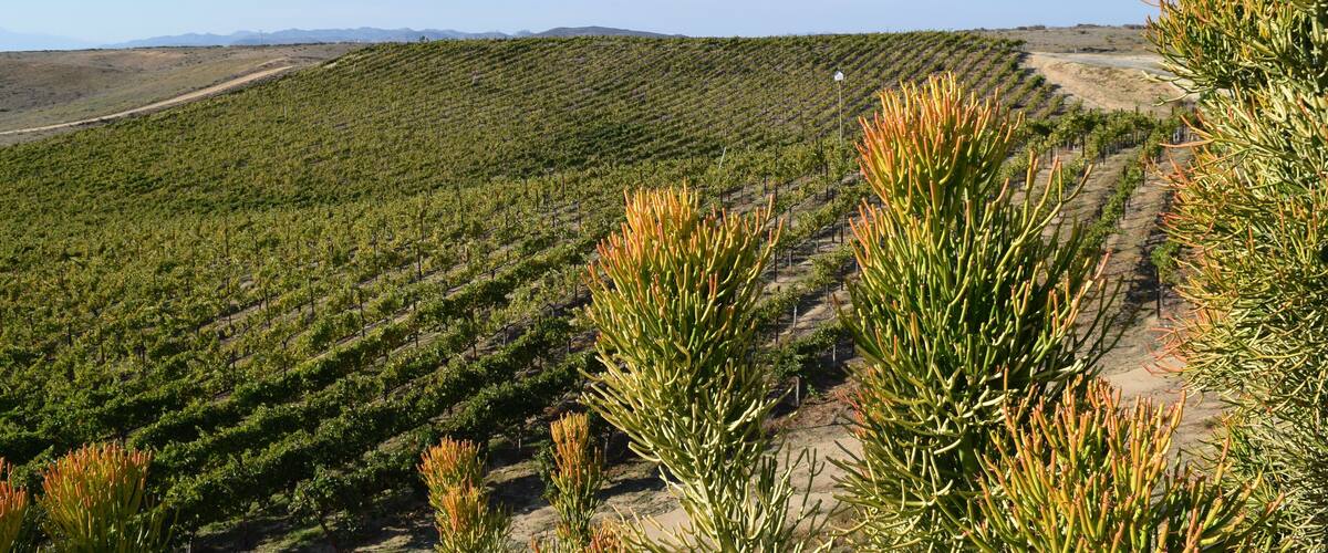 Autumn is the perfect time to visit the wineries in Temecula, California.  The weather is perfect and the vineyards are filled with fall colors.