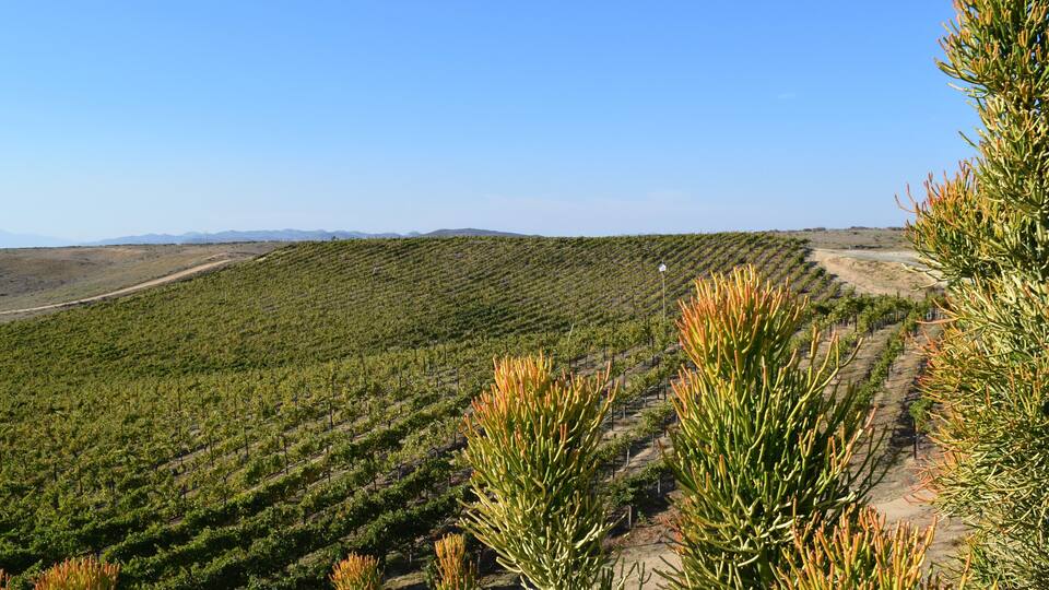 Autumn is the perfect time to visit the wineries in Temecula, California. The weather is perfect and the vineyards are filled with fall colors.