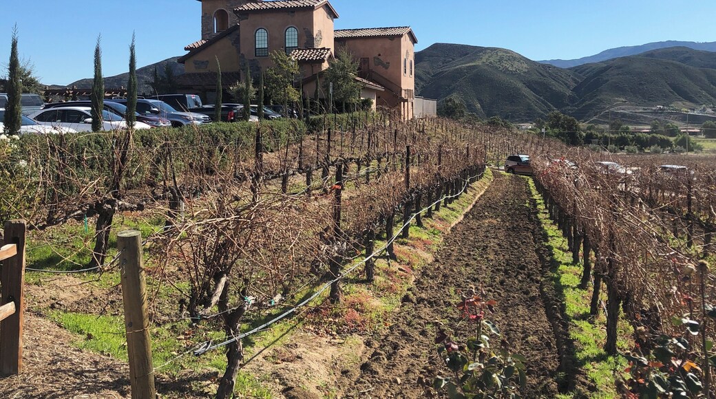 Tasting Day at Robert Renzoni Vineyards (01/2020)
