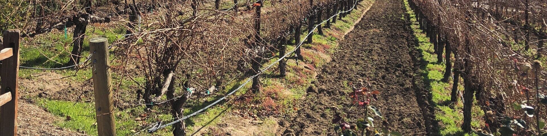 Tasting Day at Robert Renzoni Vineyards (01/2020)