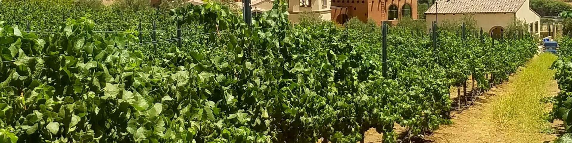 One of the many winery's in Temecula California.