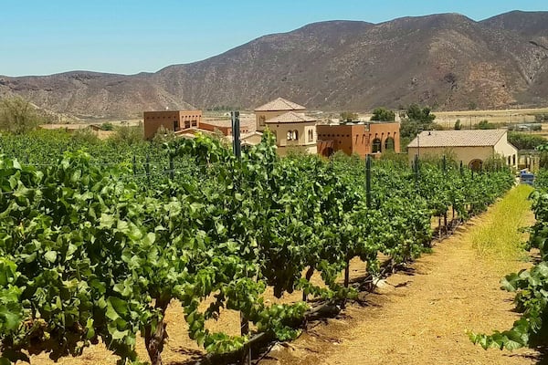 Ein Weinberg mit Reihen von Reben und Gebäuden im Hintergrund.