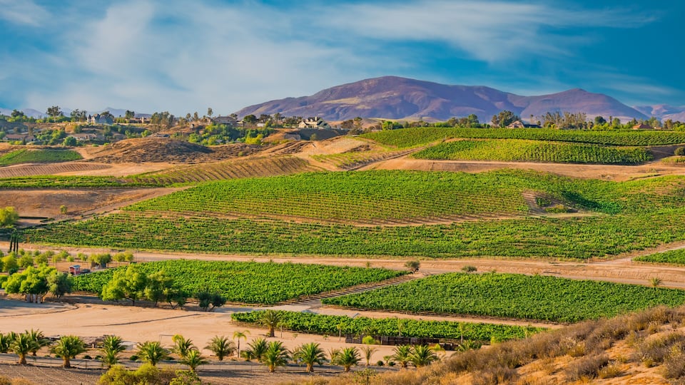 A vineyard with rows of grapevines, palm trees, and a mountain in the background.