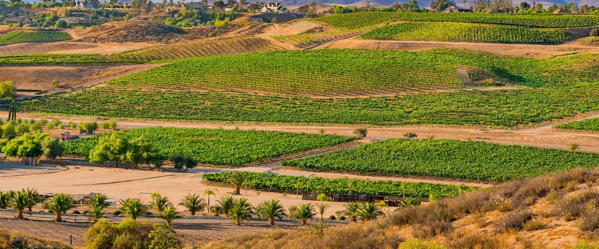 A vineyard with rows of grapevines, palm trees, and a mountain in the background.