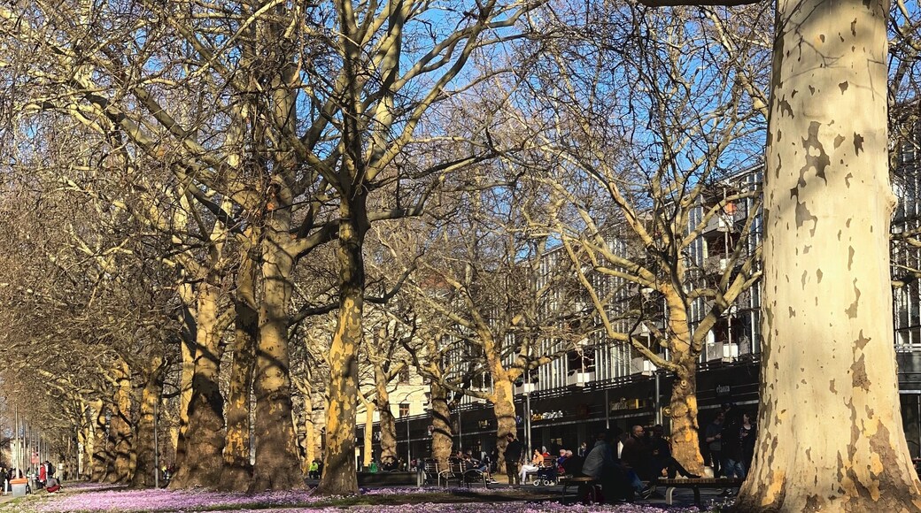 Blooming crocuses in the last day of February