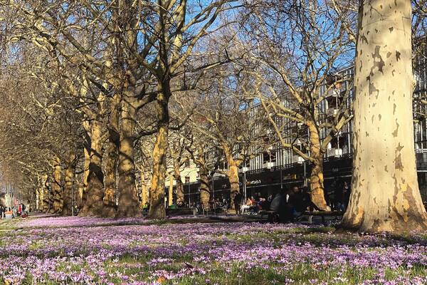 Blooming crocuses in the last day of February
