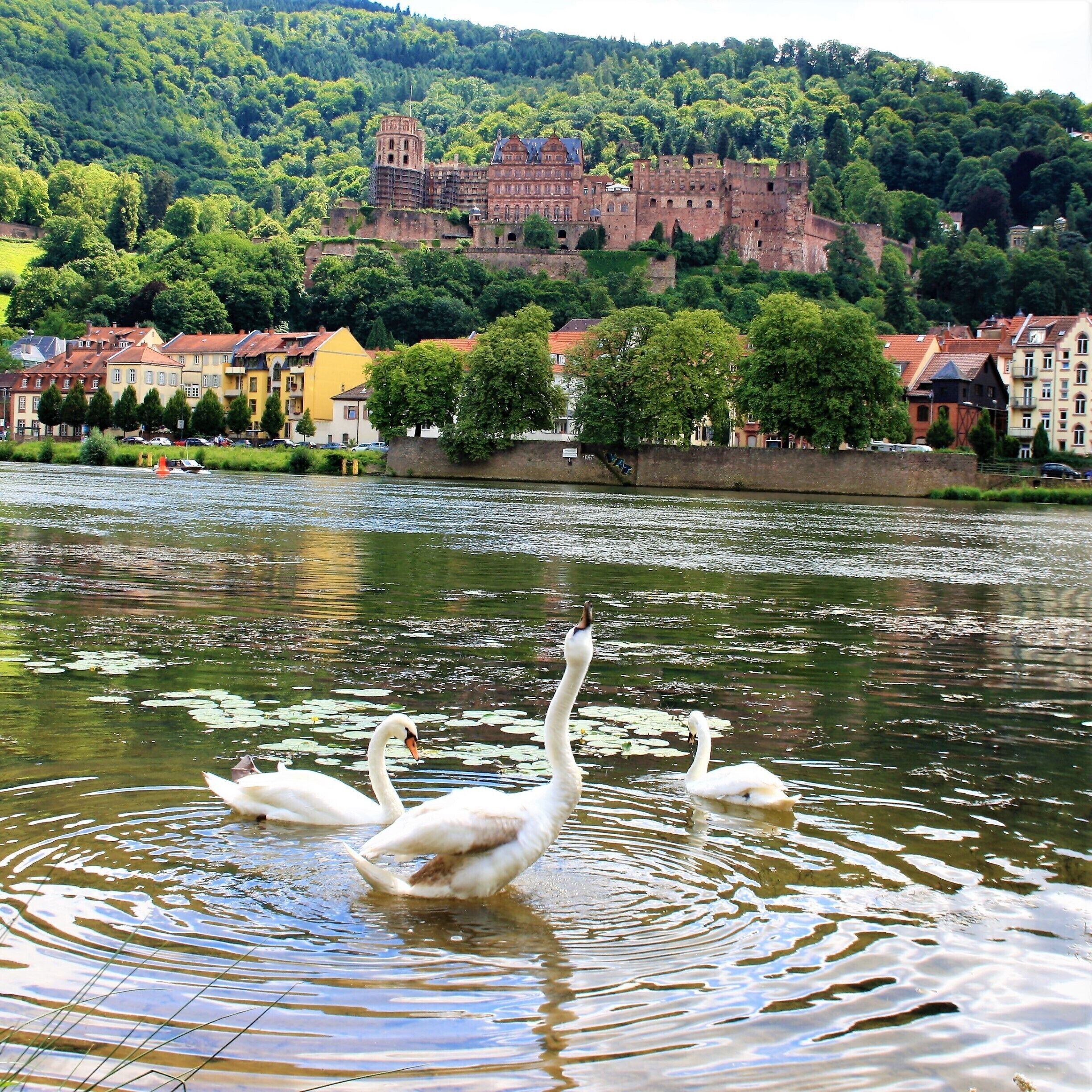 #Heidelberg - the most romantic city in south-west #Germany #europe. We live nearby...