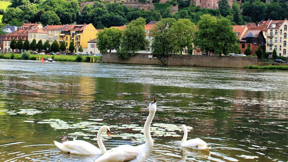 #Heidelberg - the most romantic city in south-west #Germany #europe. We live nearby...