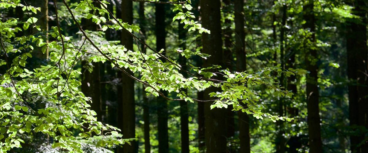 Black Forest featuring forest scenes
