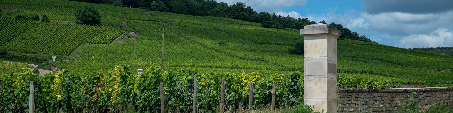 Walled clos vineyards around Puligny-Montrachet village, Burgundy, France. High quality white dry wine making from Chardonnay grapes on grand cru classe vineyards