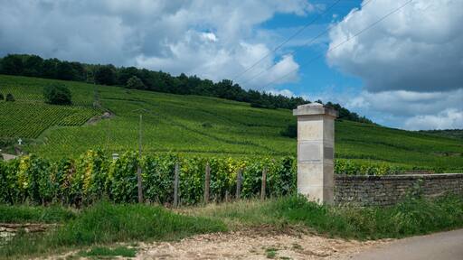 Walled clos vineyards around Puligny-Montrachet village, Burgundy, France. High quality white dry wine making from Chardonnay grapes on grand cru classe vineyards