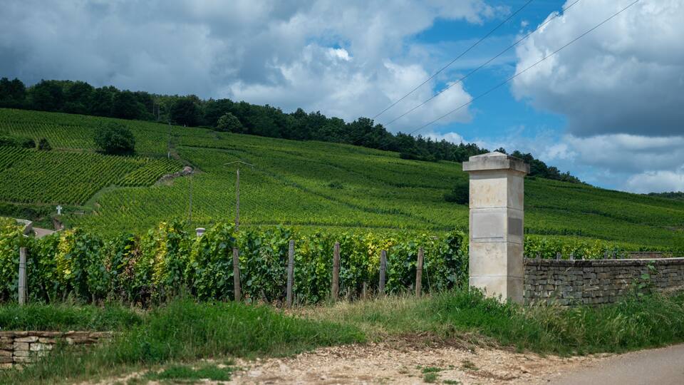 A vineyard with rows of grapevines, a stone wall, and a stone pillar.