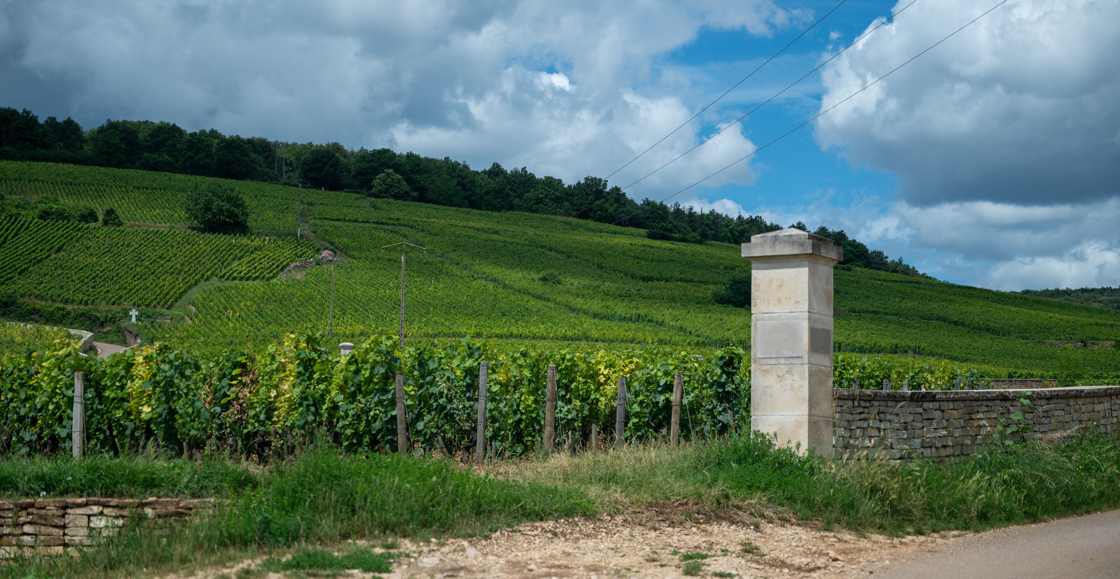 A vineyard with rows of grapevines, a stone wall, and a stone pillar.