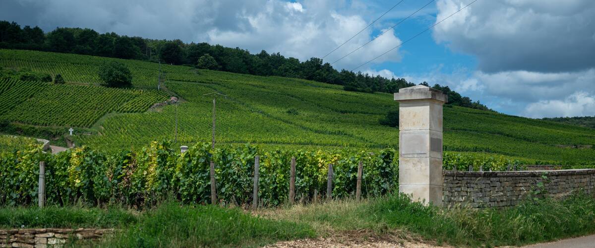 A vineyard with rows of grapevines, a stone wall, and a stone pillar.