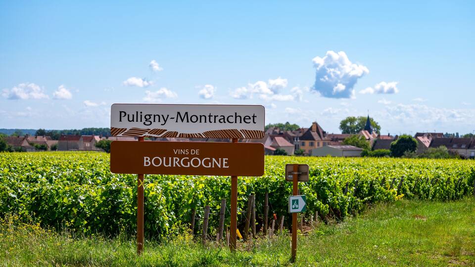 A vineyard with a sign reading "Puligny-Montrachet Vins de Bourgogne".