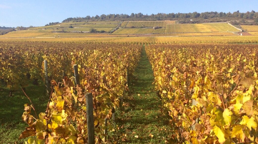 Gold Coast - Burgundy 🍂☀️🐌🍷