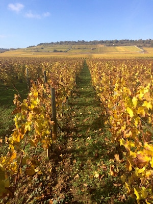 Gold Coast - Burgundy 🍂☀️🐌🍷