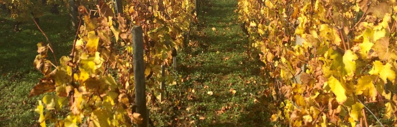 Gold Coast - Burgundy 🍂☀️🐌🍷