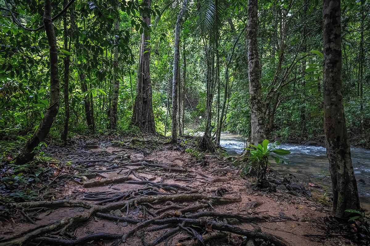 Located just north of Thai Muang in Phang Nga Province, Ton Prai Waterfall is a great place to discover South East Asia pristine rain forest. This is a photo taken along the stream, between the parking lot and the falls. It roughly takes 15 minutes to get there, in a stunning jungle decor. The reward is the refreshing bath that can be enjoyed at the foot of the waterfall. Welcome to the jungle! #LifeAtExpedia 