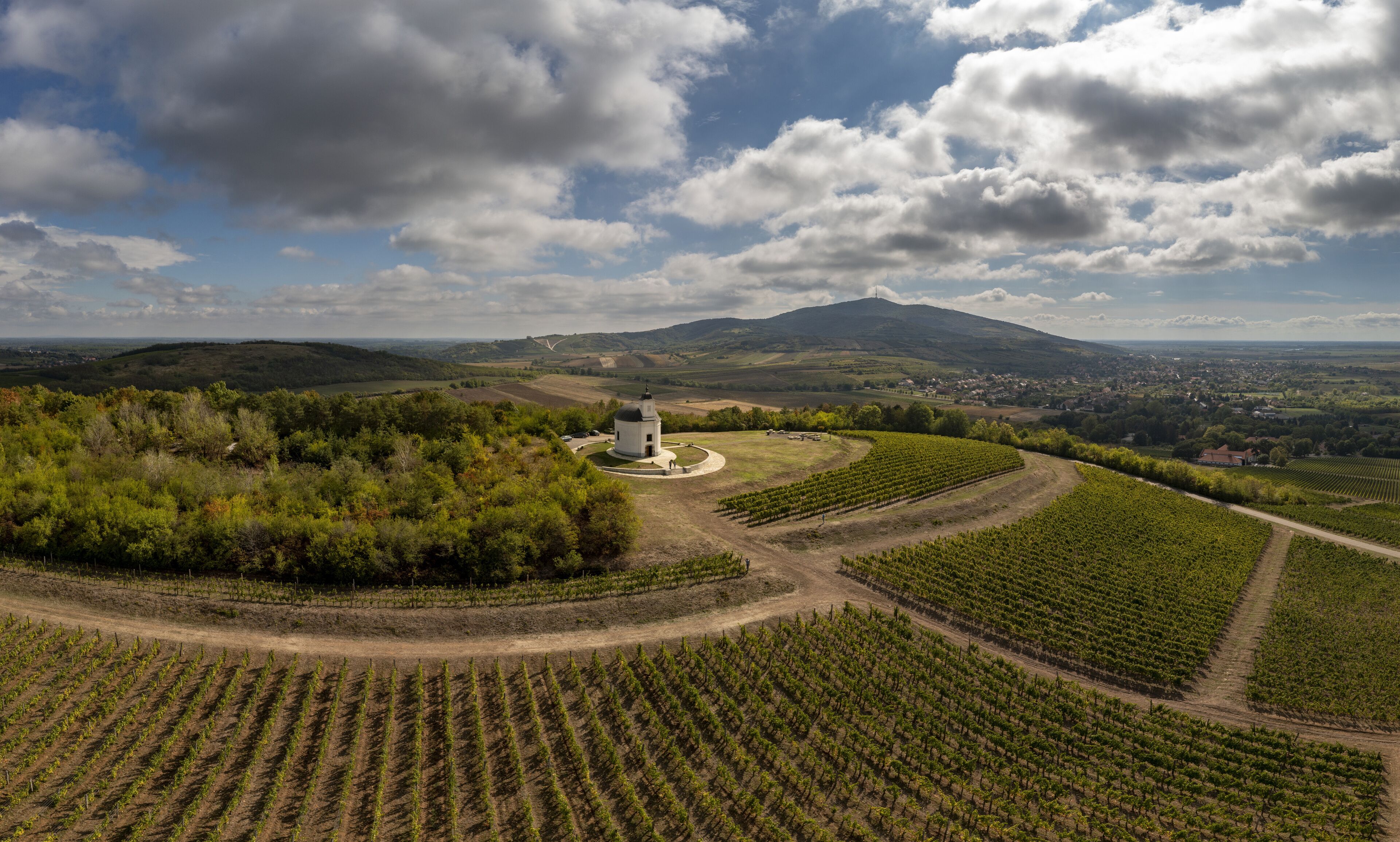 A vineyard with rows of grapevines, a small white church, and rolling hills in the background.