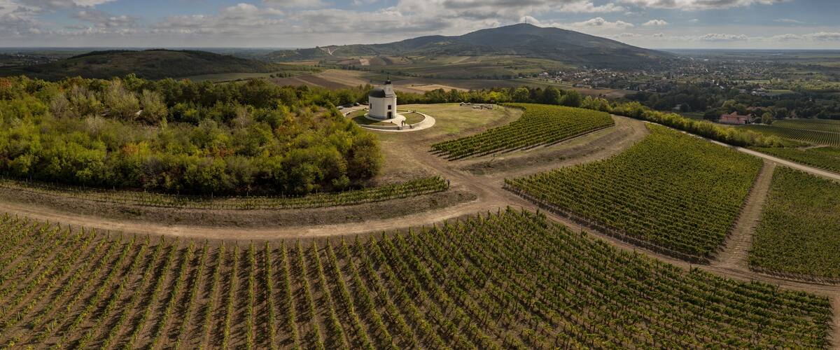 A vineyard with rows of grapevines, a small white church, and rolling hills in the background.