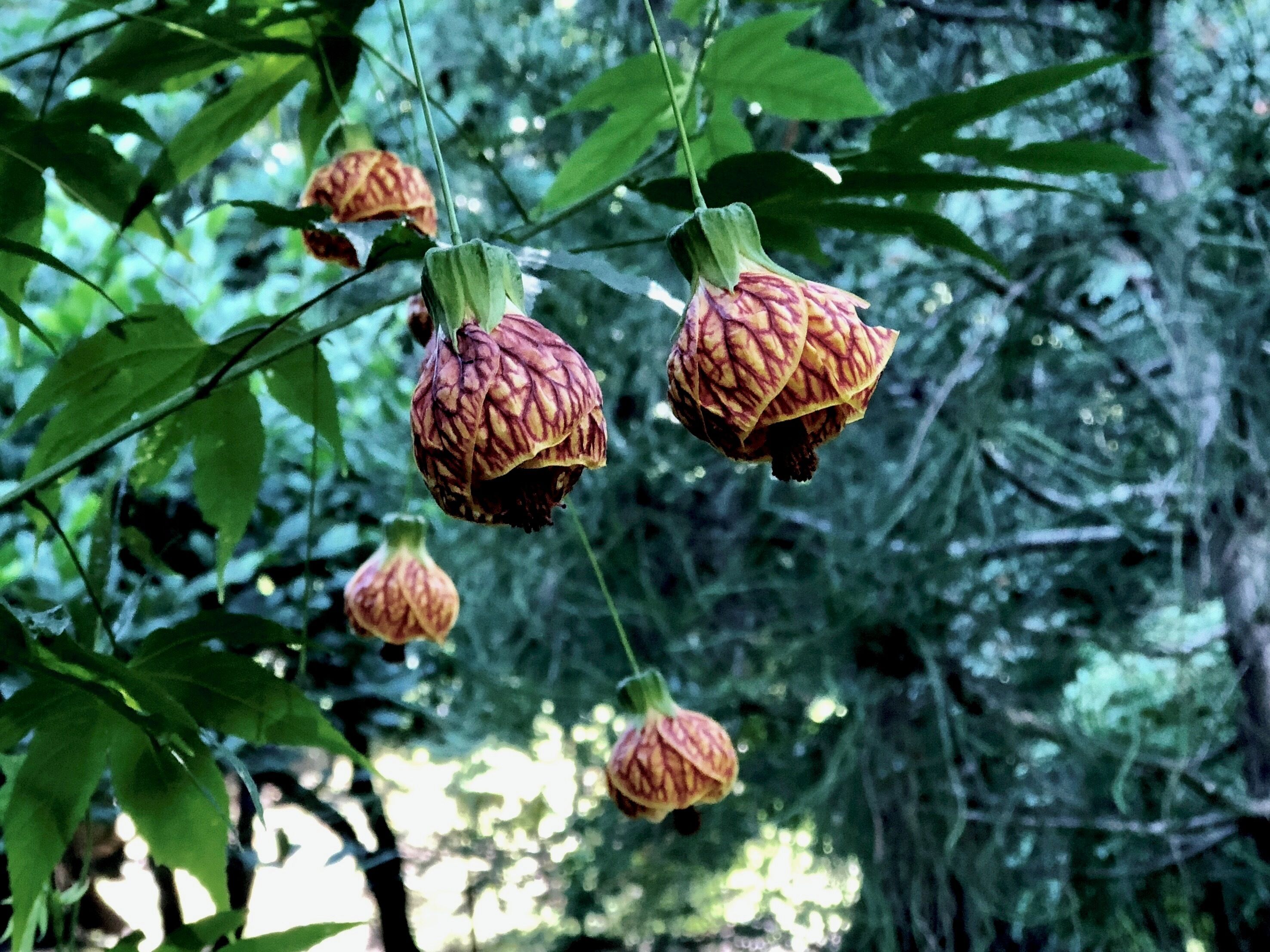 Such an interesting Bush at Buchart Gardens. Sadly, I don’t know what type of a plant it is. 
