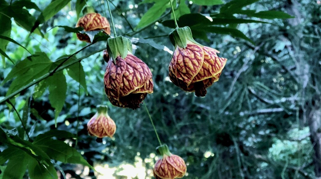 Such an interesting Bush at Buchart Gardens. Sadly, I don’t know what type of a plant it is.