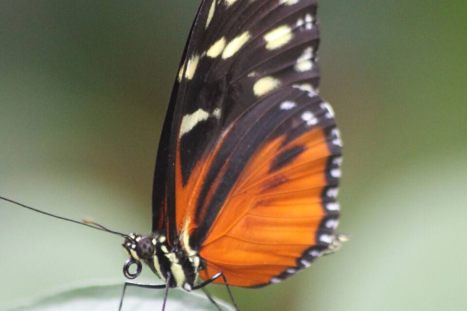 Un papillon aux ailes noires, oranges et blanches, posé sur une feuille verte.