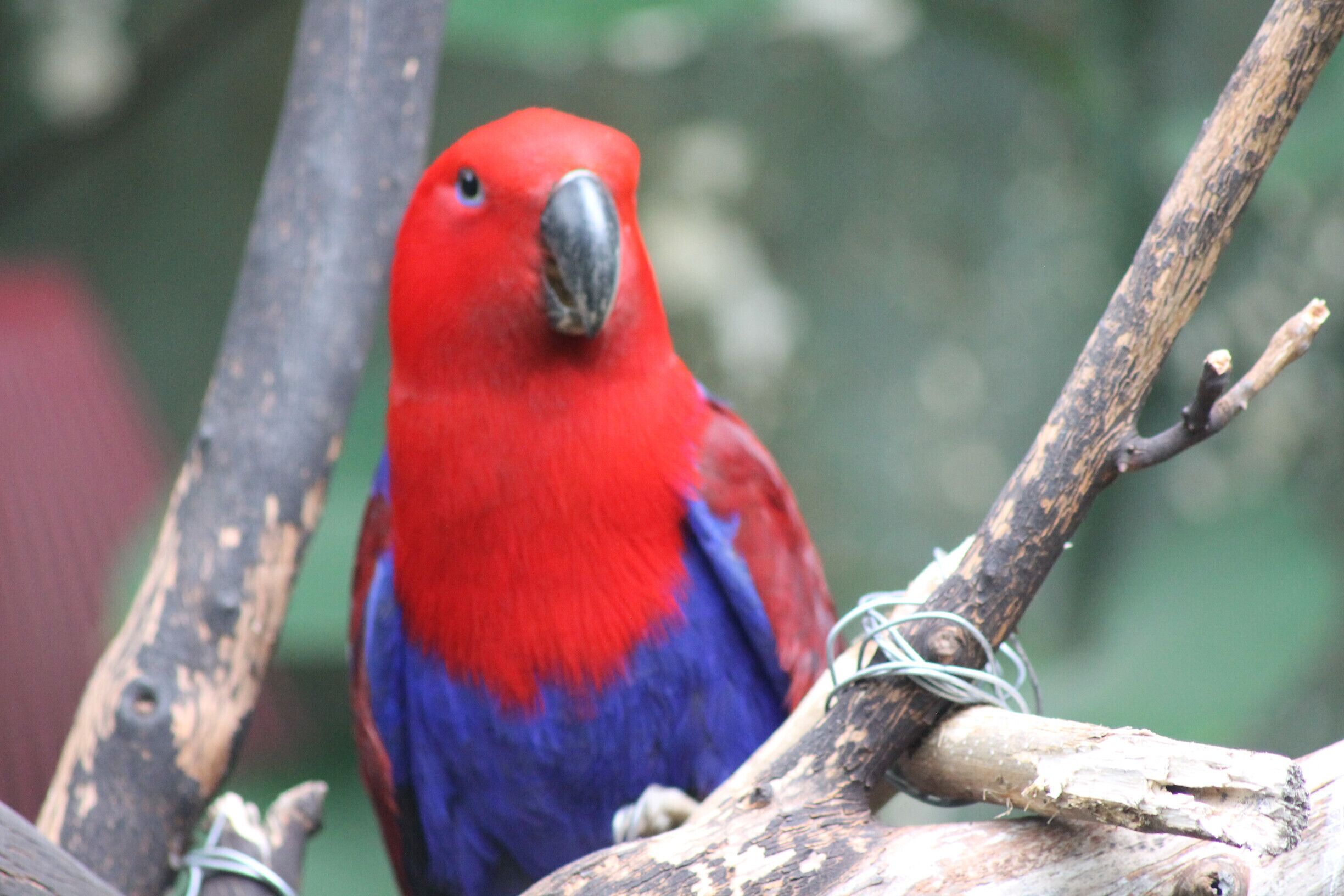 butterflys, birds, turtles and flowers